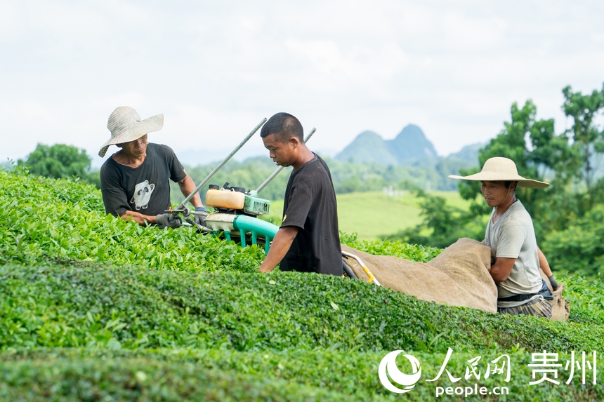 茶農在茶園內收茶。人民網 陽茜攝