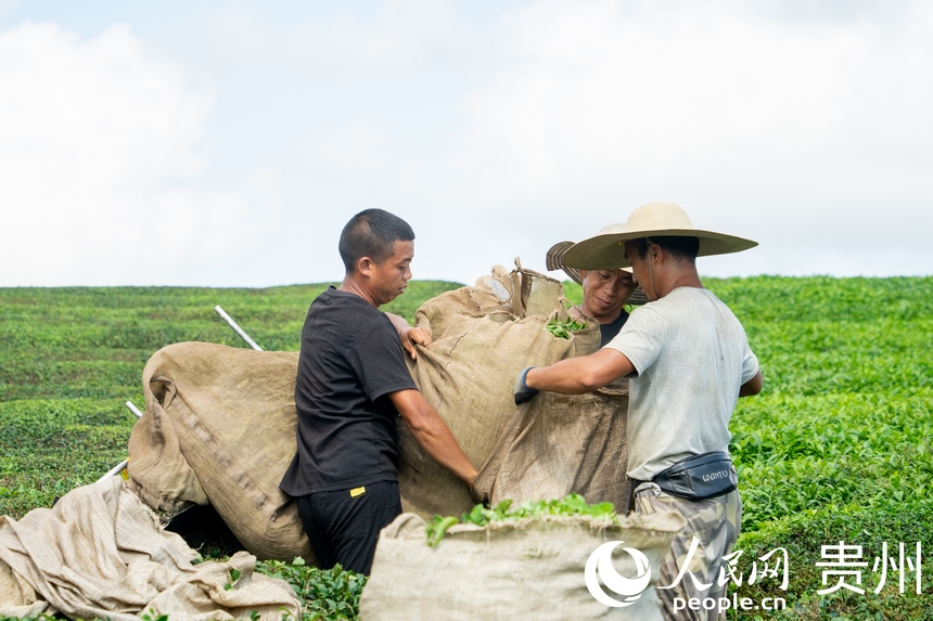 茶農在茶園內收茶。人民網 陽茜攝