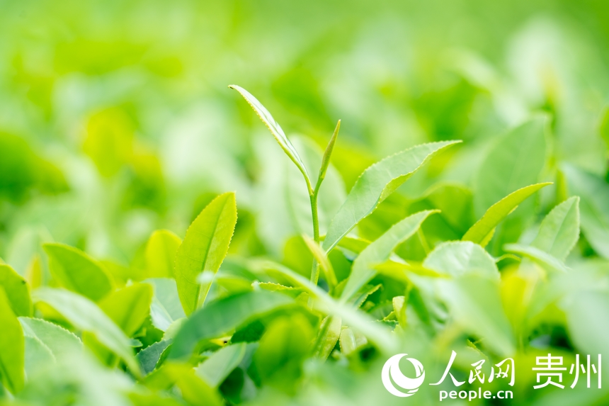茶園內生長的茶葉。人民網 陽茜攝