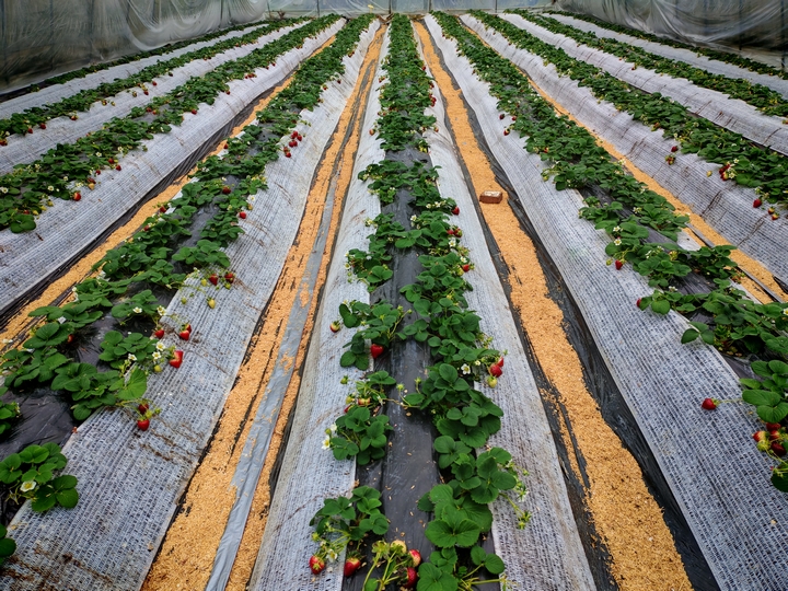 銀水村開心農場草莓 。.jpg