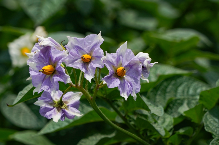 6月23日，在威寧自治縣雪山鎮馬鈴薯種植基地，盛開的馬鈴薯花鮮艷動人。