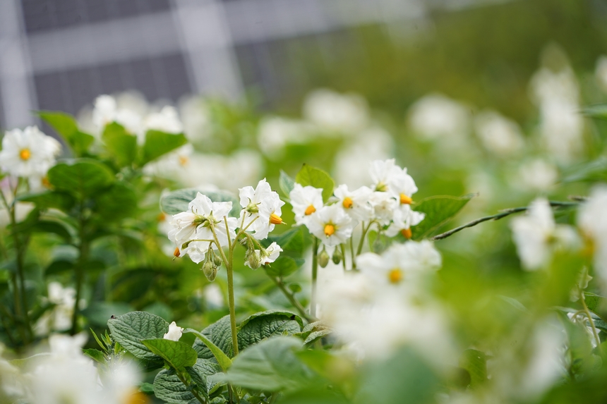 6月23日，在威寧自治縣雙龍鎮農光互補基地，盛開的馬鈴薯花潔白如雪。