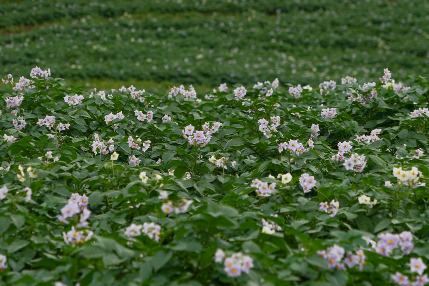 6月23日，在威寧自治縣雪山鎮馬鈴薯種植基地，馬鈴薯花層層疊疊，肆意綻放。