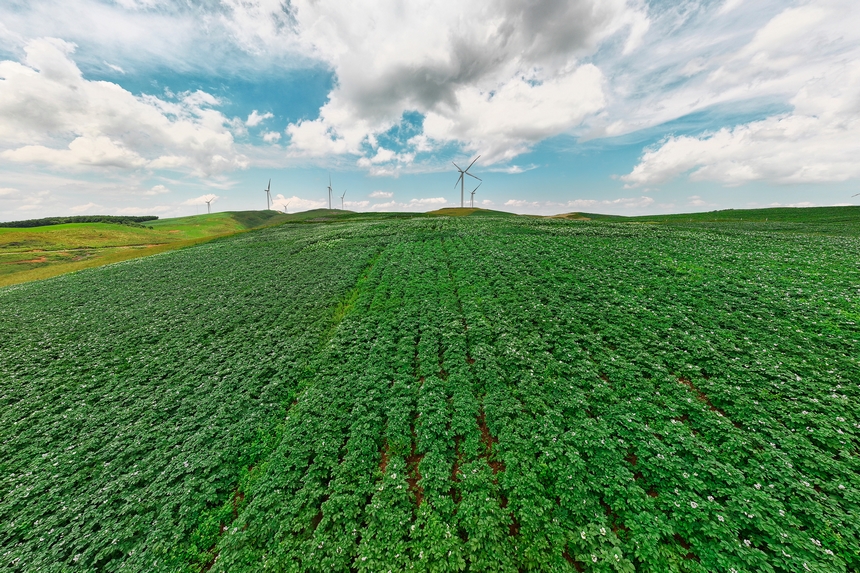 6月23日，在威寧自治縣雪山鎮馬鈴薯種植基地，馬鈴薯花撒遍山野。卯升林攝