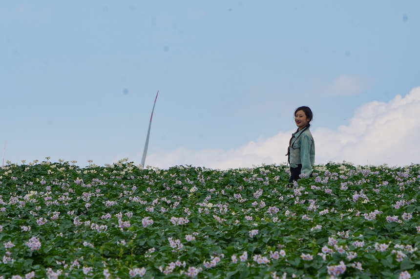6月23日，在威寧自治縣雪山鎮馬鈴薯種植基地，馬鈴薯花肆意綻放，游客在漫步花海。