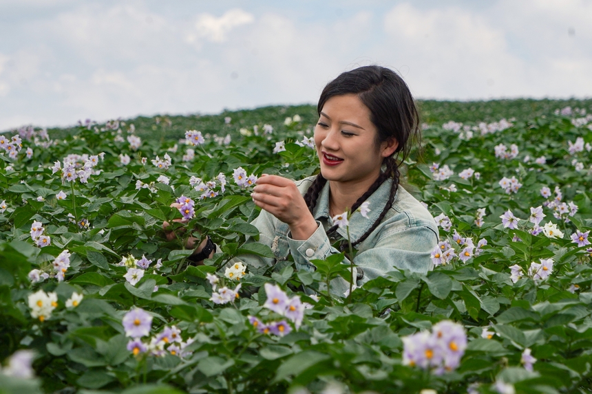 6月23日，在威寧自治縣雪山鎮馬鈴薯種植基地，馬鈴薯花肆意綻放，游客在拍照打卡。