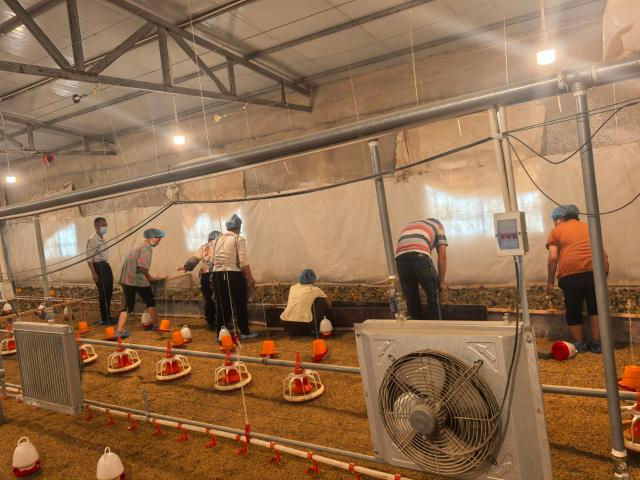 黨建引領“小肉雞”孵出鄉村振興“金鳳凰”。