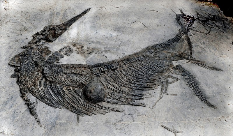 關嶺三疊紀化石群國家地質公園——古生物化石。