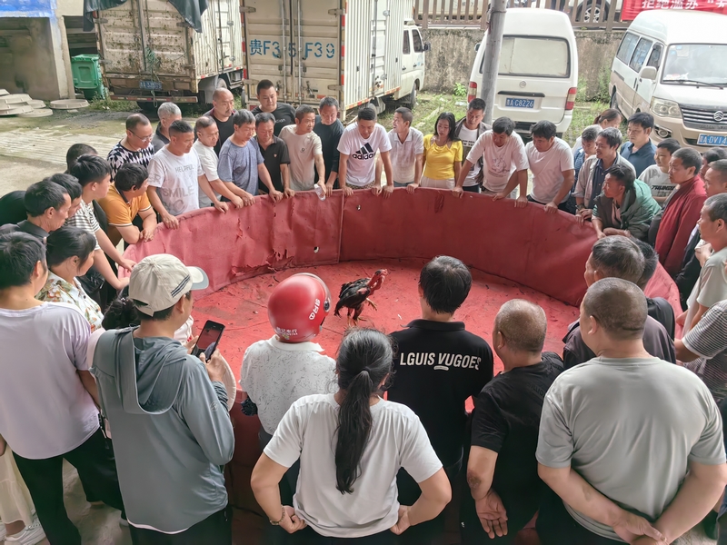 斗雞比賽現場。王艷攝