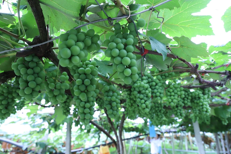 水晶葡萄待豐收。