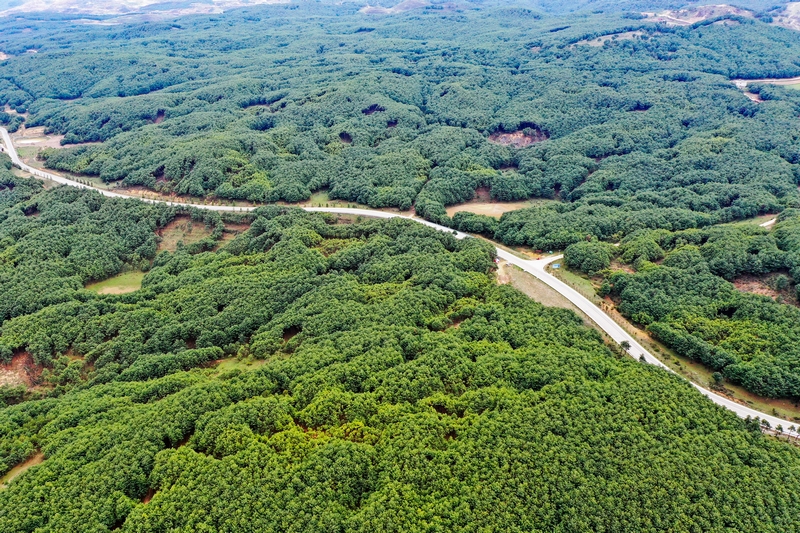 威寧自治縣國有沙子坡林場一角。岳剛攝