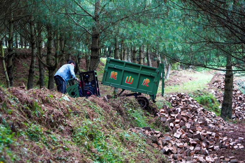 在雪山鎮狗街村，務工群眾正在運輸菌柴。趙慶能攝