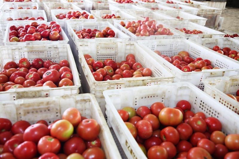 從大棚內剛采摘回來的西紅柿。