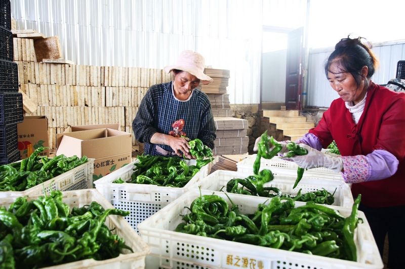 務工工人正在廠里內分揀剛采摘回來的螺絲椒。