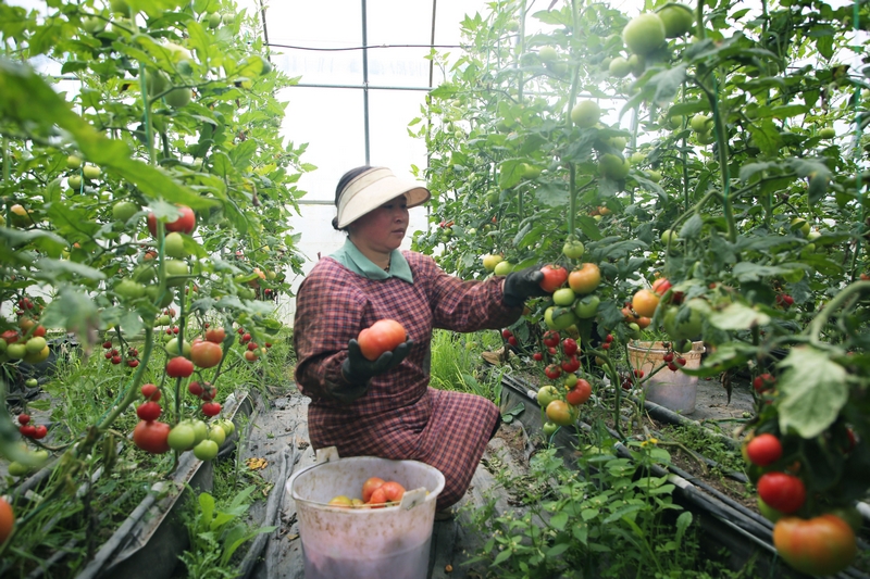 務工工人正在溫室大棚里采摘西紅柿。