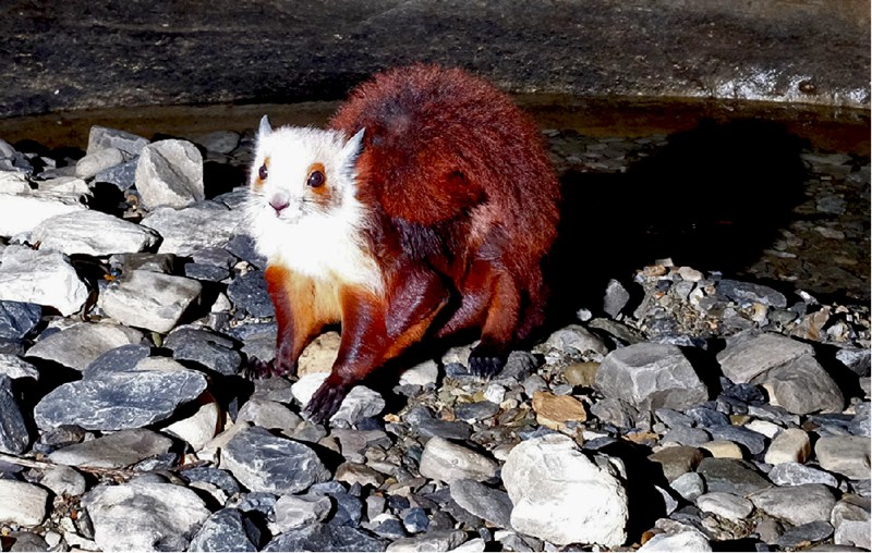 圖為洞穴生物飛貓。綏陽縣融媒體中心供圖