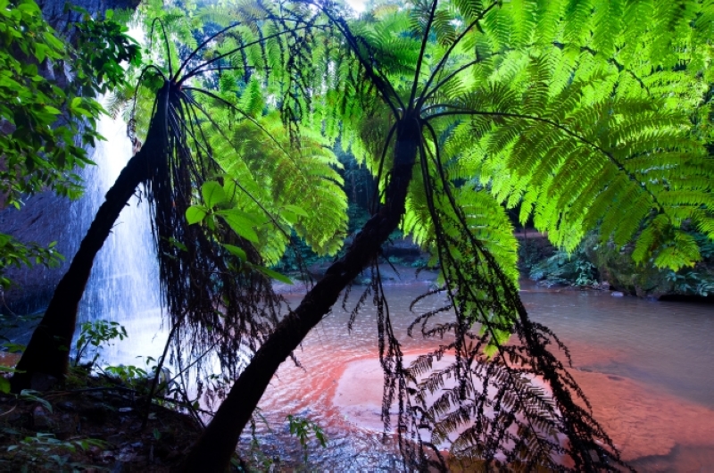 赤水桫欏是中生代侏羅紀時期的植物，約1.8億年前其種群與恐龍同生共榮。付樹湘攝