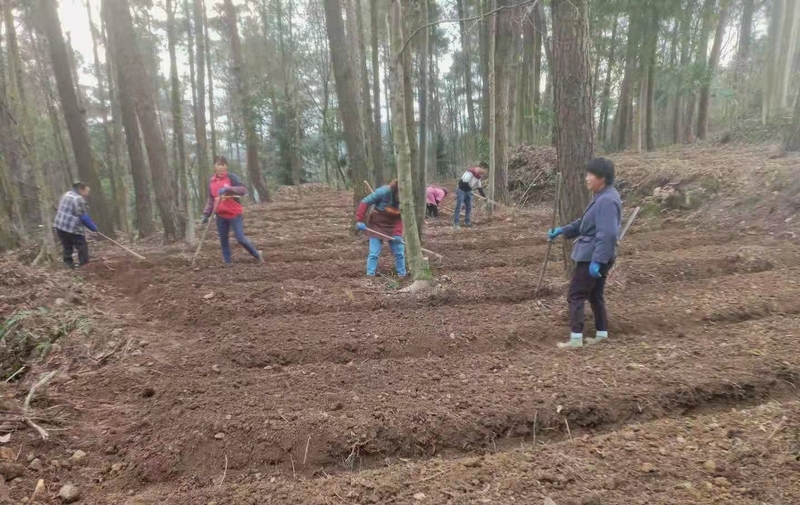 林下種植中藥財。