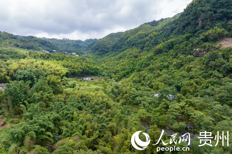 航拍貴州省遵義市赤水市長期鎮興旺村石斛種植基地。人民網記者 涂敏 攝