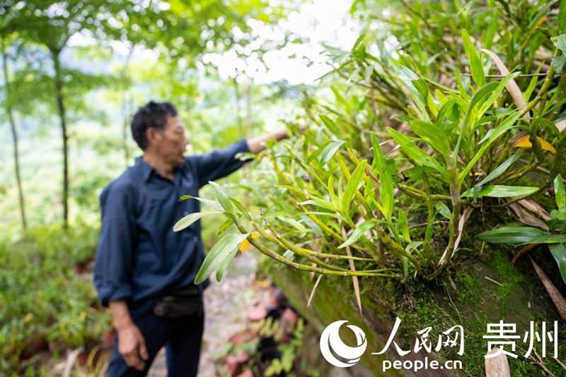 白明金在林下石斛種植基地內查看石斛長勢。人民網記者 涂敏 攝