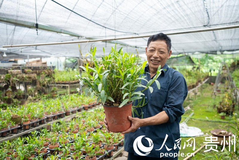 白明金向記者展示種植的盆栽石斛。人民網記者 涂敏攝