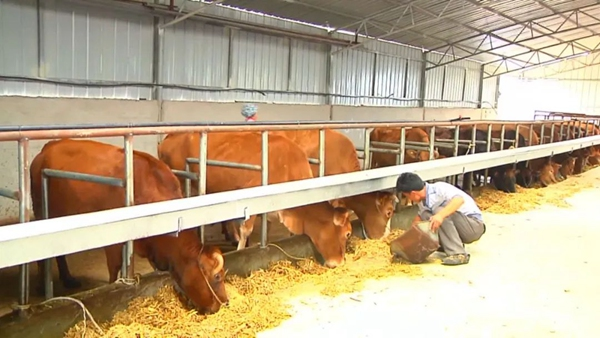 關嶺牛產業養殖。孫豪杰攝