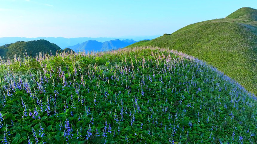 成片的玉簪花。羅杰攝