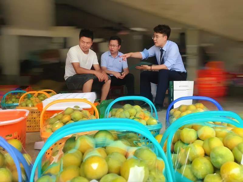 郵儲銀行安順市分行客戶經理走訪六馬蜂糖李種植戶。