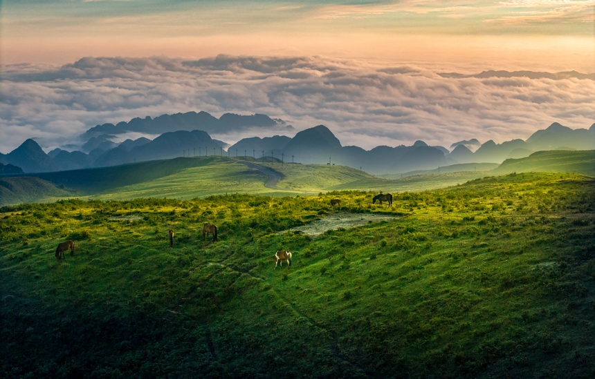 7月6日，牧群在貴州省畢節市赫章縣阿西里西大草原覓食。廖恩來攝