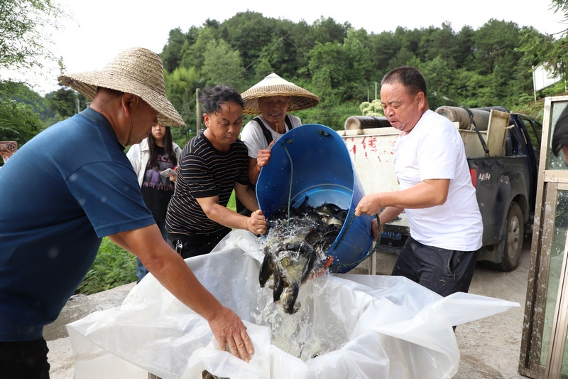 村民購買魚苗。