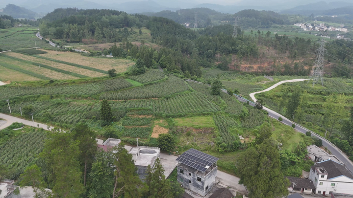 大路鎮鮮食玉米種植基地一角。任濤拍攝
