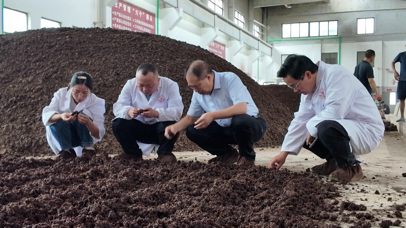 醬科所工作人員到酒企查看制酒。