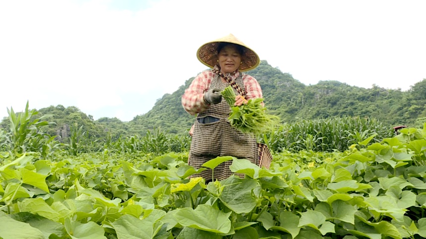 圖為村民正在掐采佛手瓜尖。