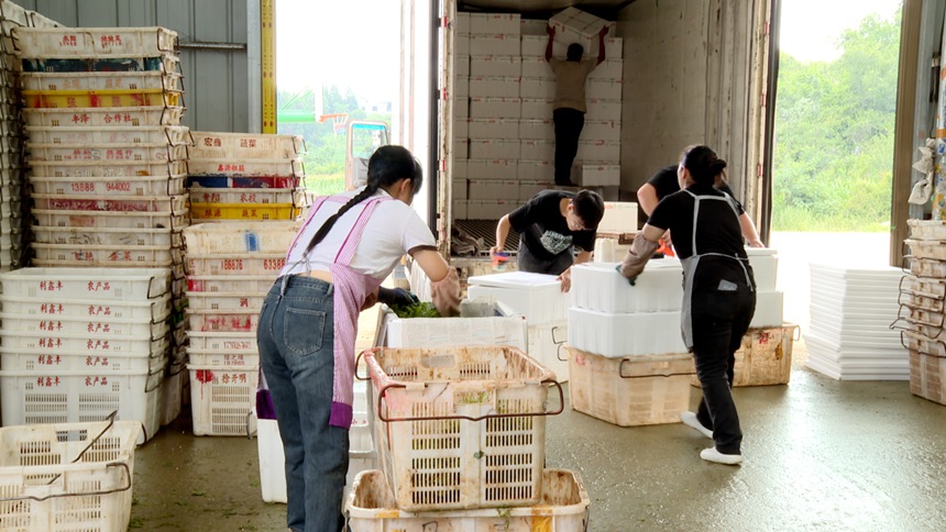 3 圖為冷鏈物流中心里，工人們正圍著剛運到的佛手瓜尖進行分揀、裝箱和搬運