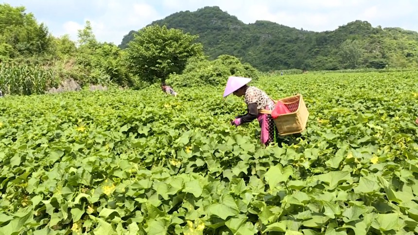 圖為村民正在掐采瓜尖。