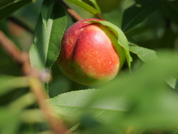 松桃普覺鎮：累累碩果掛枝頭 果香四溢富鄉親。