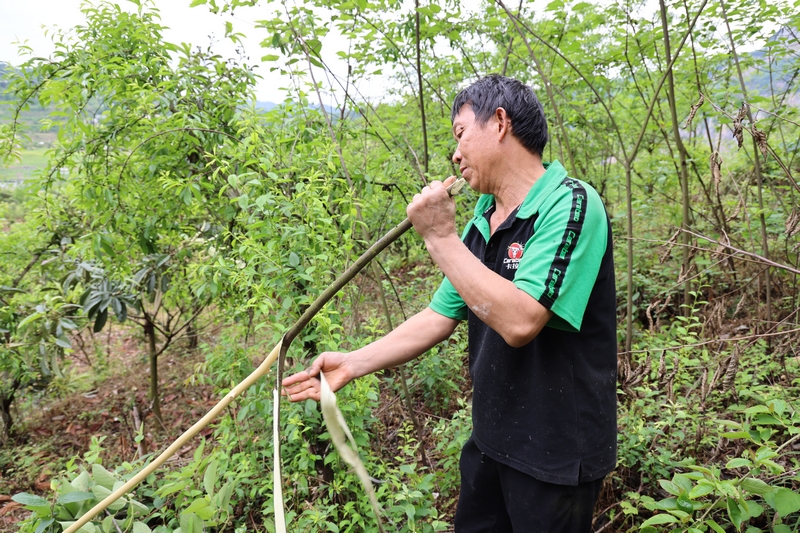 任廷龍在山上采集造紙的原材料構樹皮.