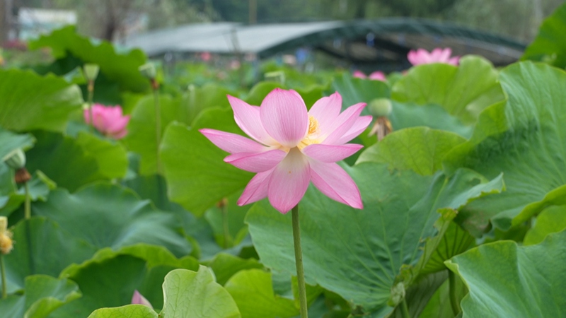 十里荷廊荷花綻放。