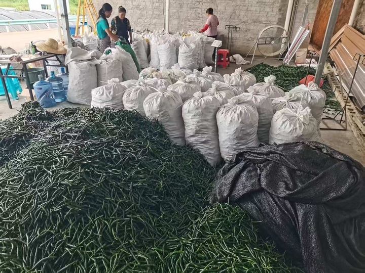 村民們將小山椒運往收購點分裝。