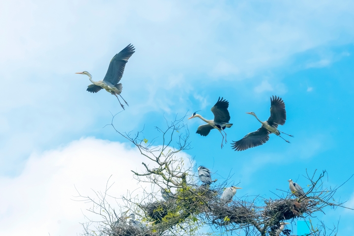 白螺壩蒼鷺。劉廷明 攝.jpg