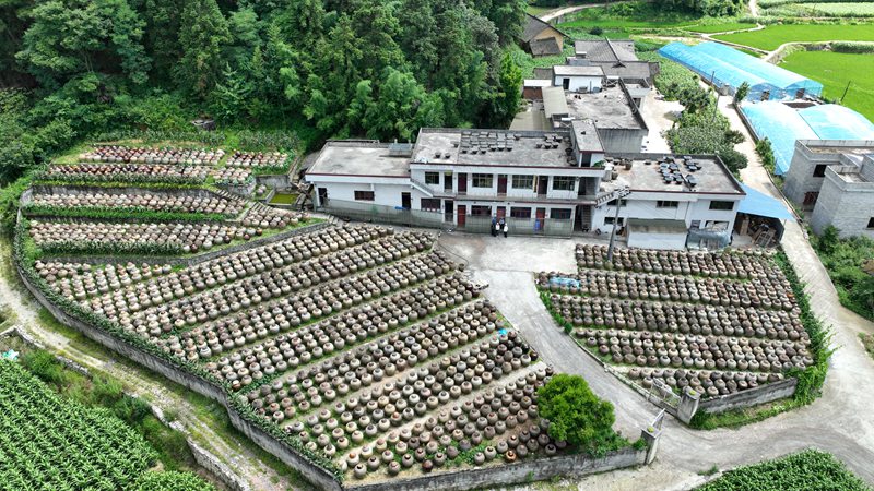 在溫邦賢的醋園里，密密麻麻的醋缸整齊排列，在陽光下靜靜發酵。