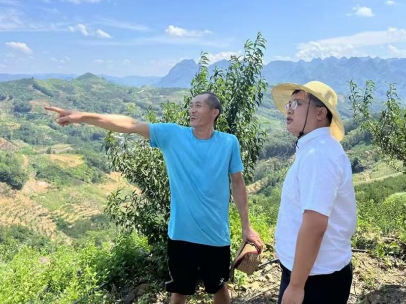 圖為該行工作人員深入果園查看果樹長勢。