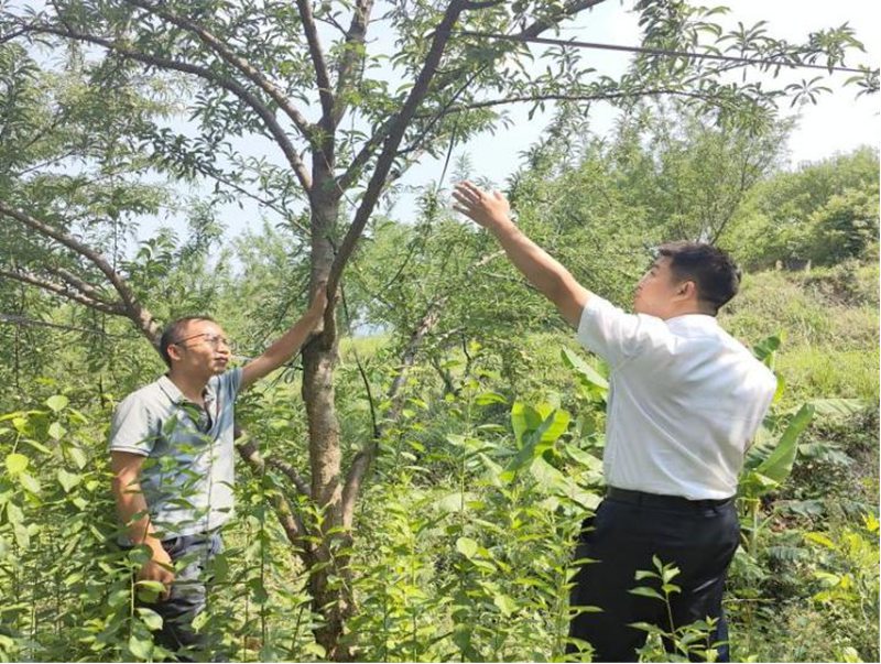圖為該行工作人員深入果園查看果樹長勢。