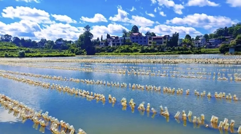 珍珠蚌養殖基地。