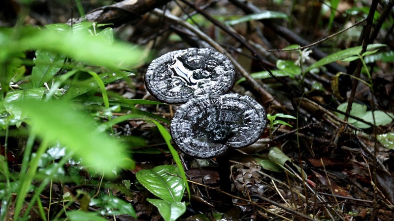 靈芝長勢良好。