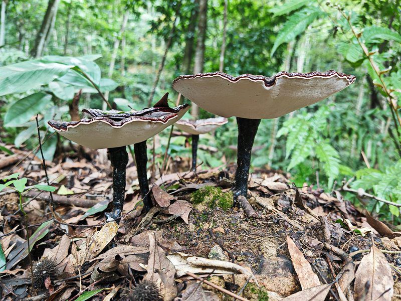 靈芝長勢良好。