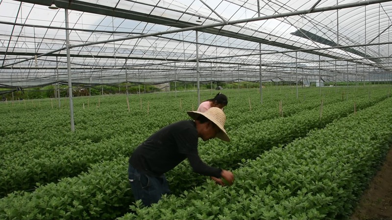 菊花種植基地。