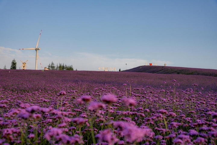 云頂花海馬鞭草全景。