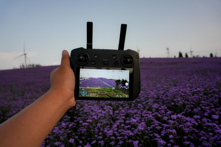 馬鞭草花海落日余暉。