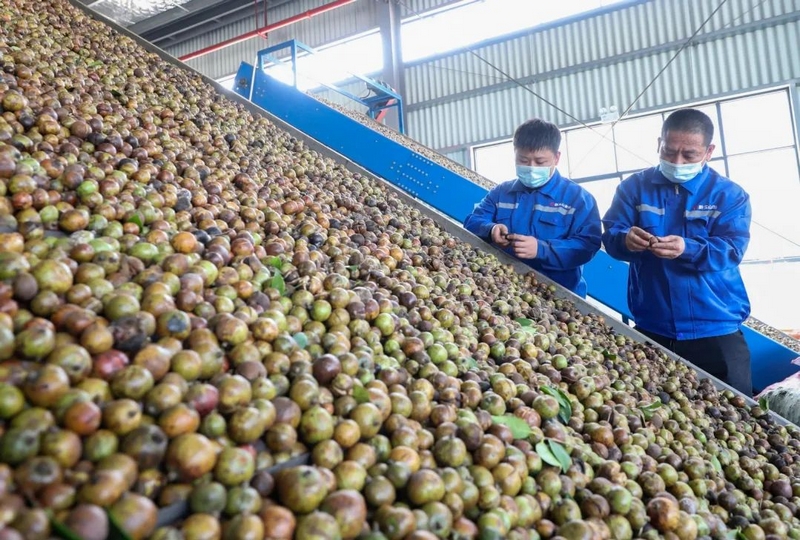 貴州玉屏：粵黔協作助力茶油“進軍”國際市場。